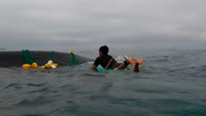 Surfistas heroicos salvan a una ballena jorobada atrapada en Manabí: solidaridad y conciencia ambiental en las costas ecuatorianas