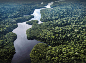  EL SECRETO OSCURO DE LA CARNE: CÓMO EL GANADO 'BLANQUEADO' DE LA AMAZONIA DEFORESTADA LLEGA AL GIGANTE CÁRNICO JBS