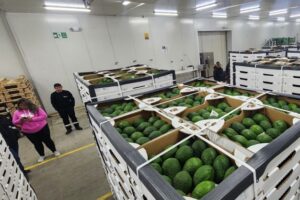 FROM AVOCADO ANCHOR TO EXOTIC EMPIRE: INTERANZA LEADS ECUADOR'S GLOBAL FRUIT DIVERSIFICATION