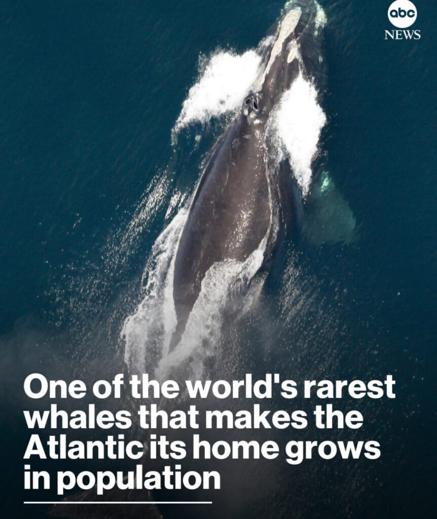 HOES OF HOPE: RARE NORTH ATLANTIC RIGHT WHALES CHEER SCIENTISTS WITH SIGNS OF REBIRTH AFTER DECADES ON THE BRINK