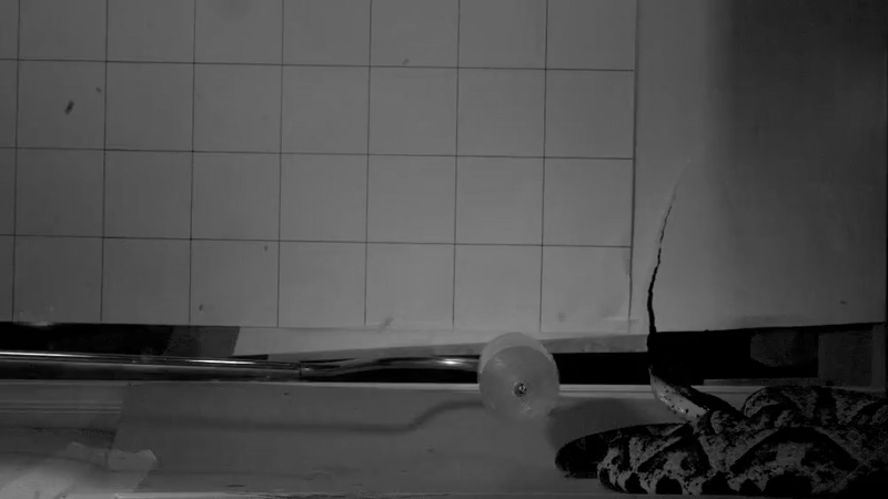 THE 100-MILLISECOND KILL: SECRET HUNTING TACTICS OF VENOMOUS SNAKES EXPOSED BY HIGH-SPEED VIDEO