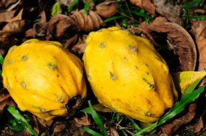 EXOTIC FRUIT GOLD RUSH: ECUADOREAN TROPICAL EXPORTS SURGE BY 40% DRIVEN BY DIVERSIFICATION AND PITAHAYA DEMAND