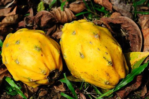EXOTIC FRUIT GOLD RUSH: ECUADOREAN TROPICAL EXPORTS SURGE BY 40% DRIVEN BY DIVERSIFICATION AND PITAHAYA DEMAND