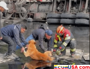 The Tar Nightmare: A Dog’s Fight for Life After Tanker Disaster in Quito
