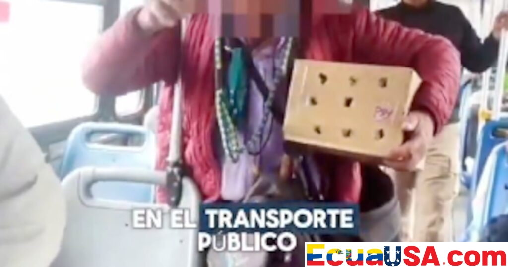 $4,700 Fine for Man Using Animals to Beg on Quito Buses; Cat Rescued from Precarious Conditions