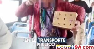 $4,700 Fine for Man Using Animals to Beg on Quito Buses; Cat Rescued from Precarious Conditions