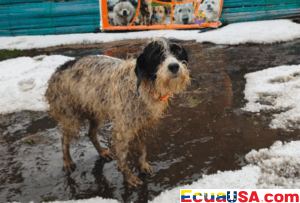 Dog Shelter in Quito Collapses After Hailstorm: 900 Animals Need Urgent Help