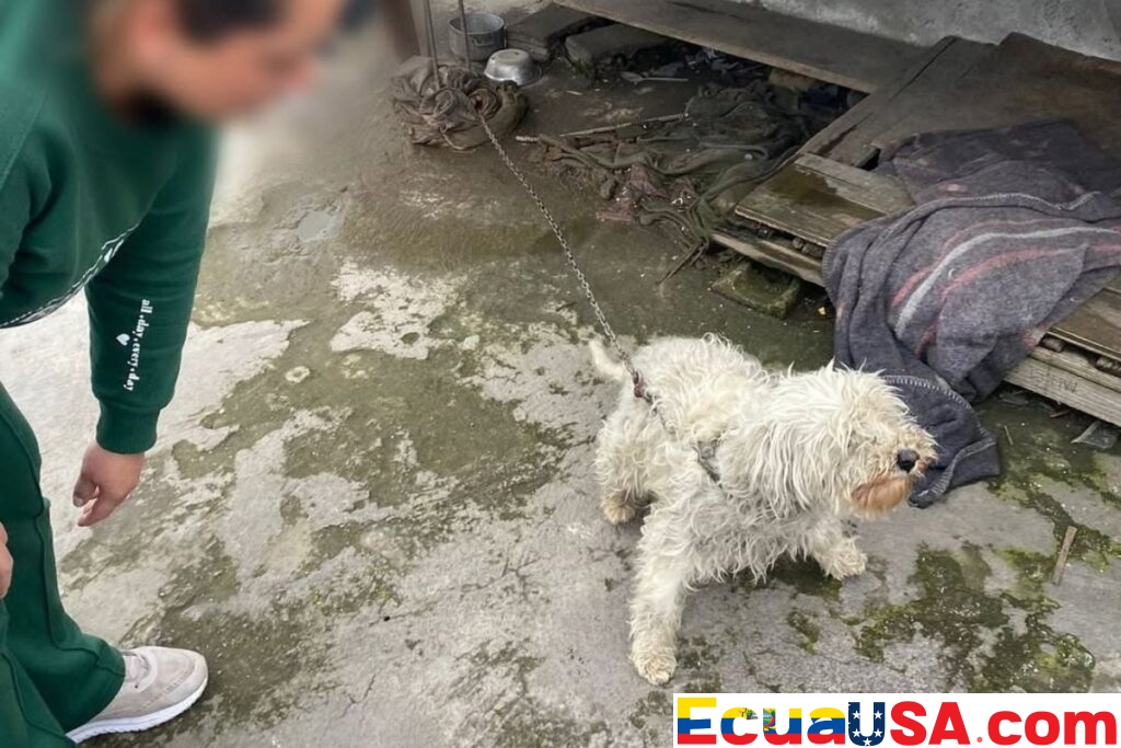 Chilled and Chained: The Small Dog Crying for Justice in Quito’s Streets