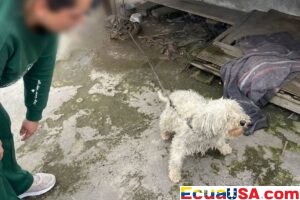 Chilled and Chained: The Small Dog Crying for Justice in Quito’s Streets