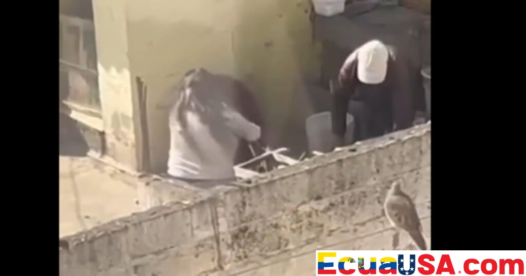 CUIDADOR DE CINCO PERROS MALTRATADOS EN EL INCA RECIBE MULTA HISTÓRICA, SENTANDO PRECEDENTE EN QUITO