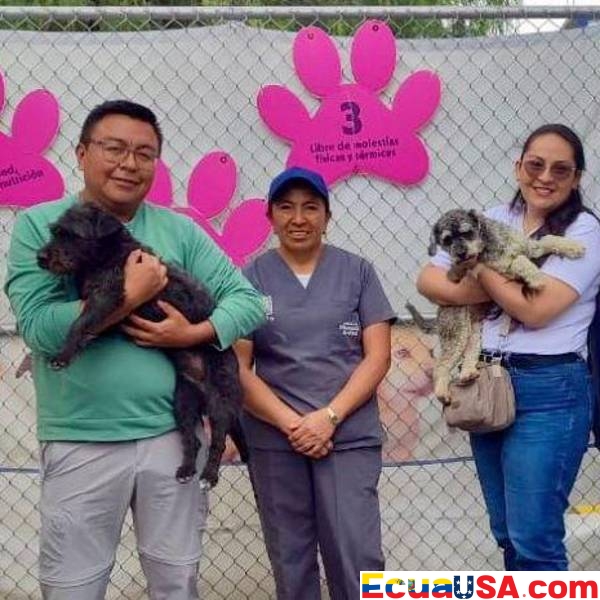 Tres Perros Maltratados en Quito Son Rehabilitados y Adoptados; Antiguo Dueño Multado con USD 11,593