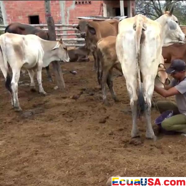 Ecuador at the Ballot: A Vote that Could Redraw a Nation