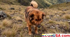 Sube a 22 la cifra de muertos tras caída de autobús en Ambato–Simiátug en un día electoral trágico