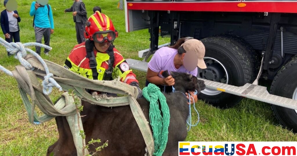 Calf Rescued After 120-Meter Fall into Ravine in Palugo, Quito: Rope Descent and Hydraulic Arm