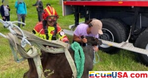 Calf Rescued After 120-Meter Fall into Ravine in Palugo, Quito: Rope Descent and Hydraulic Arm