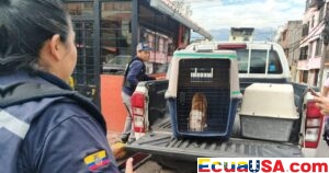 Cachorro pitbull rescatado en Solanda; dueño enfrenta sanciones por maltrato animal