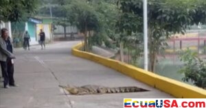 Hombre enfrenta a cocodrilo con machete y rama para ahuyentarlo en calle de Veracruz
