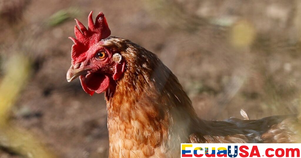 U.S. Confirms First Human Death from H5N5 Avian Flu Strain