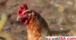 U.S. Confirms First Human Death from H5N5 Avian Flu Strain