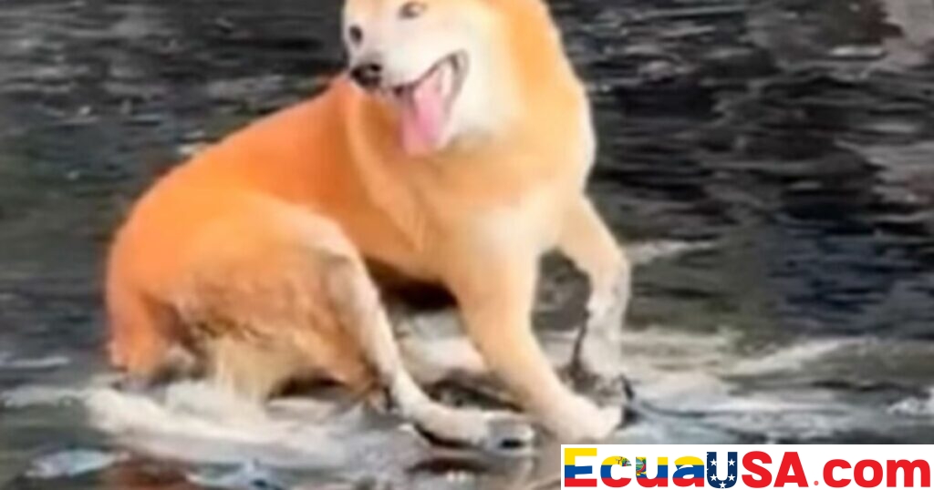 Cachorro Queda Atrapado en Asfalto Tras Accidente de Camión en la Avenida Simón Bolívar, Quito