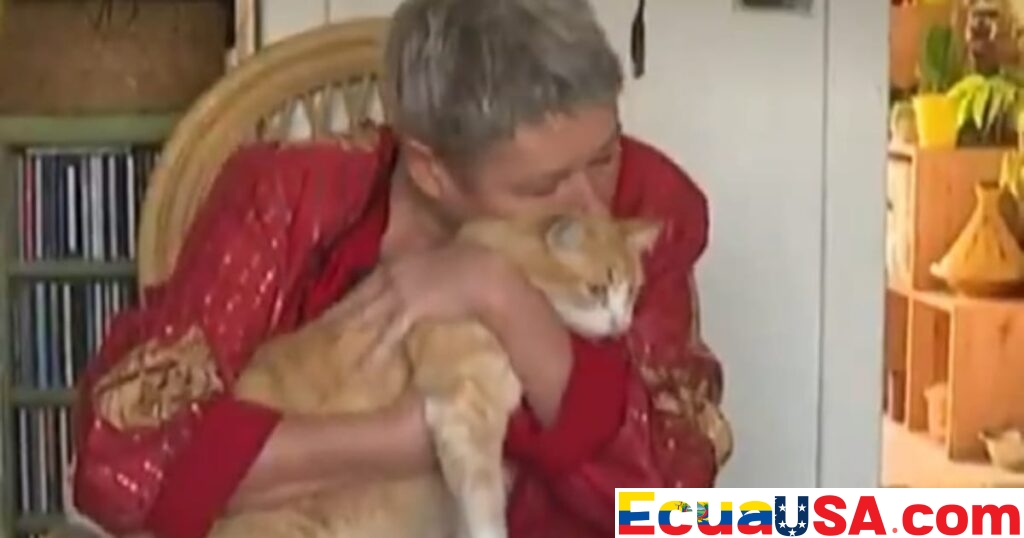 Rémi, the French Cat, Receives Restraining Order and Fines for Neighborly Trespassing