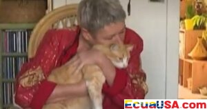 Rémi, the French Cat, Receives Restraining Order and Fines for Neighborly Trespassing