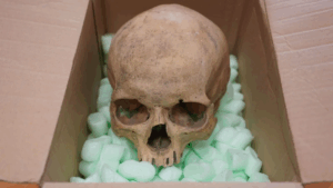 Sixty Years Later: Stolen Skull from Vienna Catacombs Returns, Carried by the Weight of Conscience