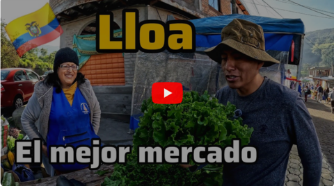 Lloa’s Hidden Treasure: The Secret Ecuadorian Market Where Organic Produce and Catsos Grubs Reign Supreme