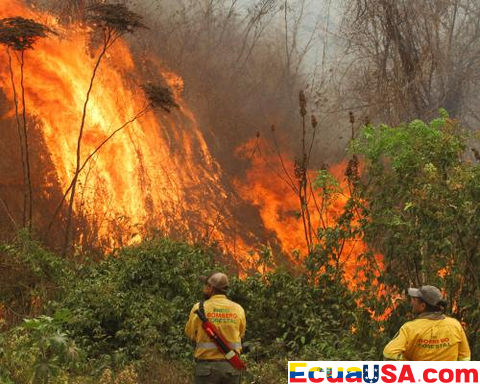 América Latina en el centro de la pérdida forestal global récord, Bolivia la más afectada