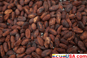 Ecuador Set to Become World’s 2nd-Largest Cocoa Producer in 2026/27