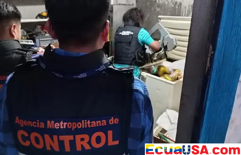 The Hidden Hell of Calderón: 200 Kg of Meat Seized in Unsanitary Clandestine Slaughterhouse