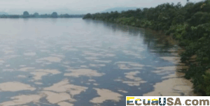 Derrame de Petróleo en Ecuador Devasta Refugio de Vida Silvestre de Manglares y Amenaza la Biodiversidad