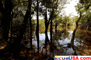 Debate en Ecuador se Intensifica mientras Críticos Advierten que la Reforma Constitucional Podría Socavar Protecciones Clave