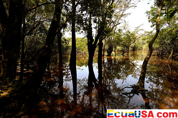 Debate en Ecuador se Intensifica mientras Críticos Advierten que la Reforma Constitucional Podría Socavar Protecciones Clave