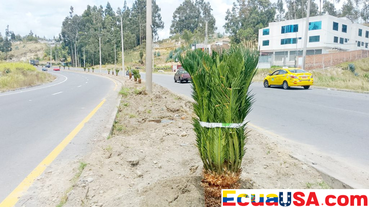 Donde la ciudad vuelve a respirar: el silencioso renacer de sus parterres