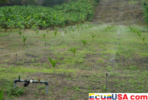 Del Campo al Futuro: El Presidente Daniel Noboa Impulsa la Agro 4.0