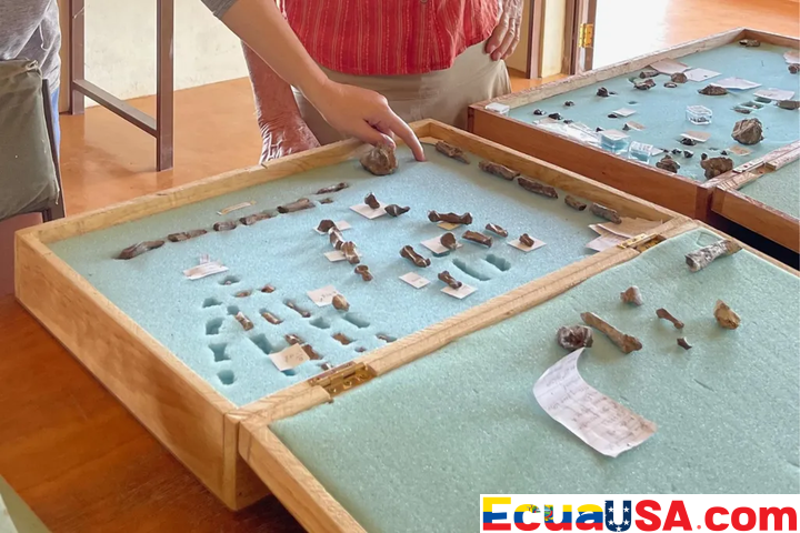 AGARRANDO EL PASADO: PARANTHROPUS BOISEI REVOLUCIONA LA HISTORIA DEL USO DE HERRAMIENTAS CON EL DESCUBRIMIENTO DE UNA MANO DEXTERA