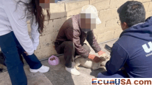 Multa histórica para hombre que maltrató a cinco perros en Quito