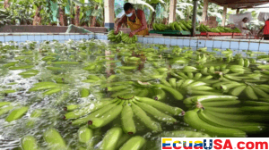 The Shrimp Stake: Ecuador Celebrates US Trade Win, But Demands Total Elimination of 15% Tariff