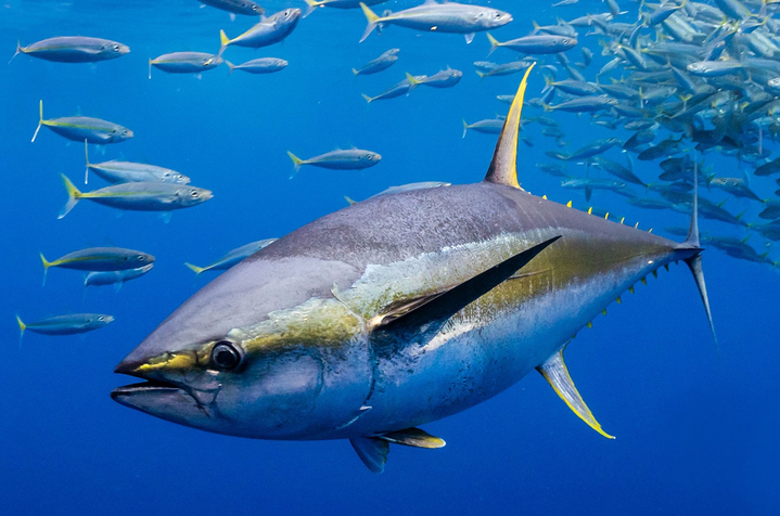 Unlocking Tuna’s Hidden Potential: FAO Pushes Byproducts to Combat Child Malnutrition in Ecuador
