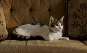 From Street Cat to Silver Screen Star: Rebeca, the Feline Co-Star of “Viejos Malditos”, Captures Ecuador’s Heart