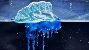 BLUE ALERT: OCEAN WARMING UNVEILS THE VENOMOUS “SAMURAI MAN-O’-WAR” IN JAPAN, A NEW PHYSALIA SPECIES