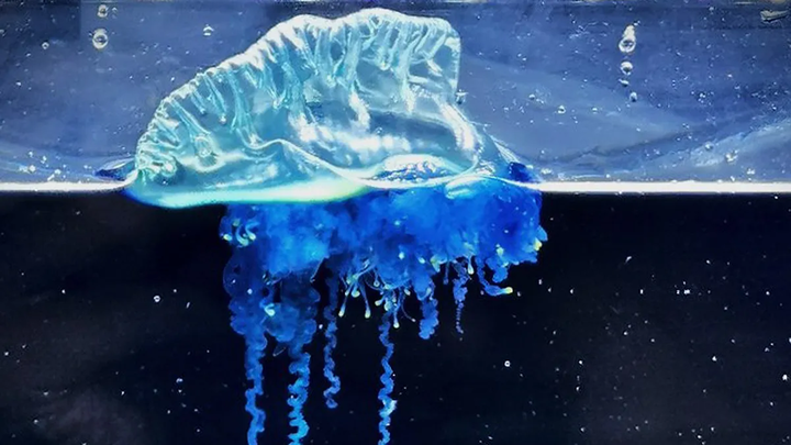 BLUE ALERT: OCEAN WARMING UNVEILS THE VENOMOUS “SAMURAI MAN-O’-WAR” IN JAPAN, A NEW PHYSALIA SPECIES