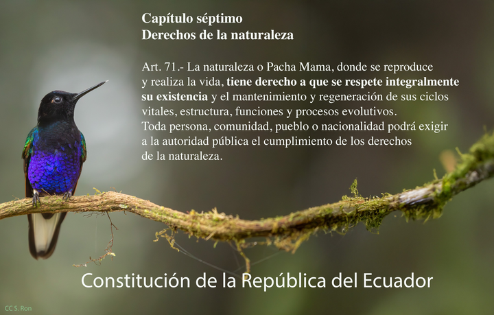 LA NATURALEZA TIENE DERECHOS, NO AMENAZAS: EL HITO CONSTITUCIONAL DEL ECUADOR Y EL PELIGRO EN LAS URNAS