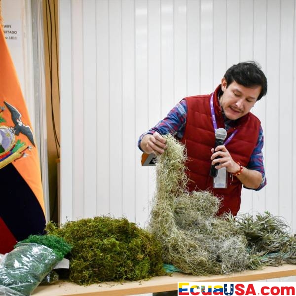 Verde para el Pesebre, Rojo para las Multas: Ecuador Endurece la Venta de Musgo