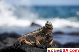 Bezos Earth Fund Invests $24.5 Million in Eastern Pacific Marine Conservation