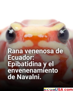 Rana venenosa de Ecuador en epicentro global: Epibatidina vinculada al envenenamiento de Navalni que sacude Europa