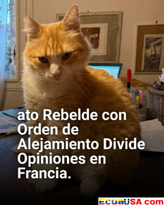 ¡Gato Rebelde con Orden de Alejamiento en Francia! Remi, el Felino que Desafía la Ley y Divide Opiniones