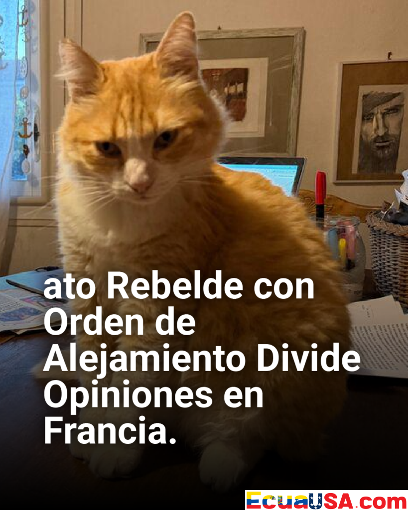 ¡Gato Rebelde con Orden de Alejamiento en Francia! Remi, el Felino que Desafía la Ley y Divide Opiniones
