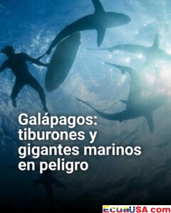 ¡Galápagos al límite! Allan Piccinin documenta el frágil equilibrio de tiburones y gigantes marinos en exclusiva expedición oceánica
